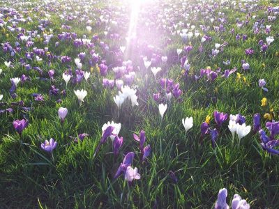 crocus 1