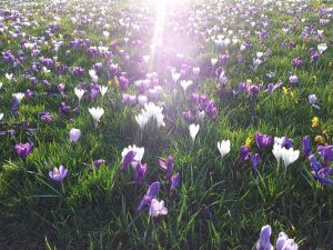 crocus 1