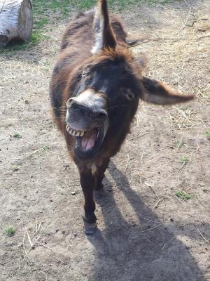 Donkey