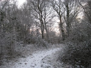 IMG_3081